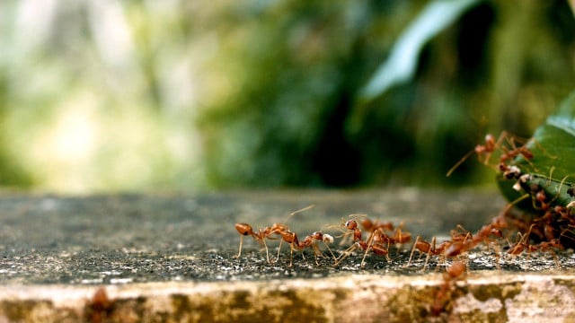 Many different species of ants are edible.