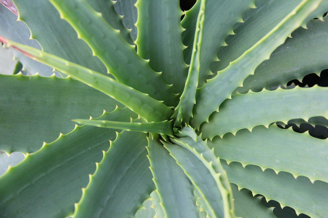 Aloe Vera plants have many health benefits. 