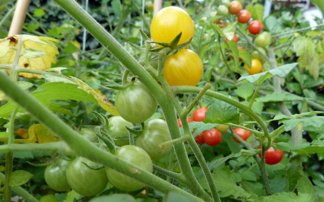 How to grow tomatoes in pots tomato varieties