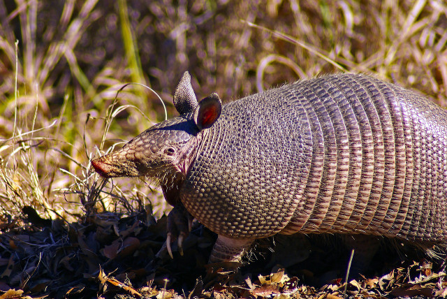 You might catch a glimpse of the elusive armadillo at Brazos Bend.