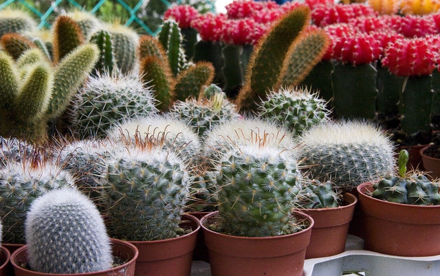 houseplants cacti