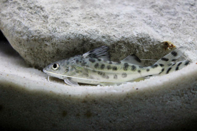 Peppered Cory Catfish are highly adaptable to a number of water conditions.