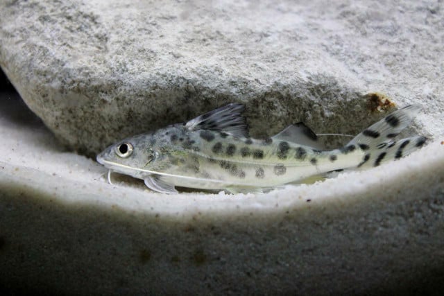 Peppered Cory Catfish are highly adaptable to a number of water conditions.