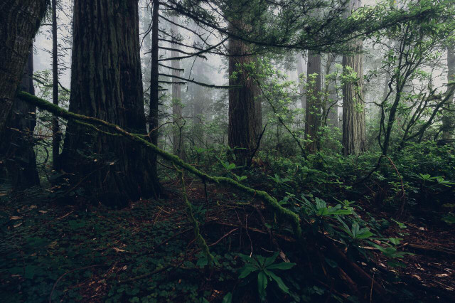 Humboldt State Park is home to the 'Avenue of the Giants' redwood trail.