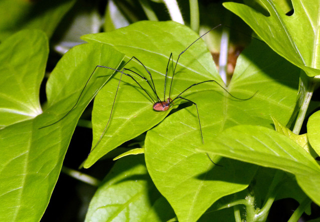 Opiliones, also known as daddy longlegs, are not spiders.