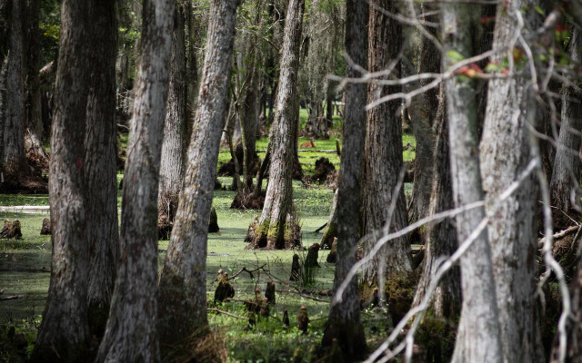 caddo-lake-is-home-to-the-largest-cypress-forest-i-cc0-public-domain-unsplash-dawn-mcdonald-230226_download Caddo Lake is home to the largest cypress forest in the world.