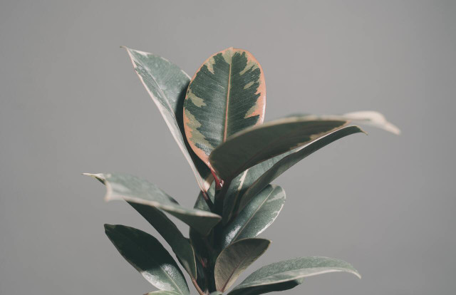 The Abidjan rubber tree has big shiny leaves with a maroon tinge.