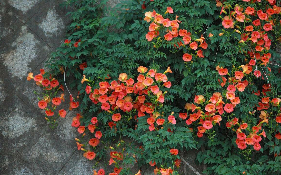 17 Vines and Climbing Plants With Red Flowers