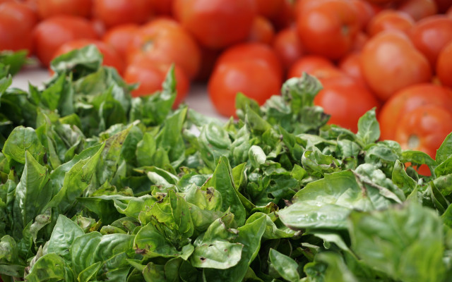 Basil plant care watering Basil plant care watering