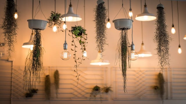 best indoor hanging plants