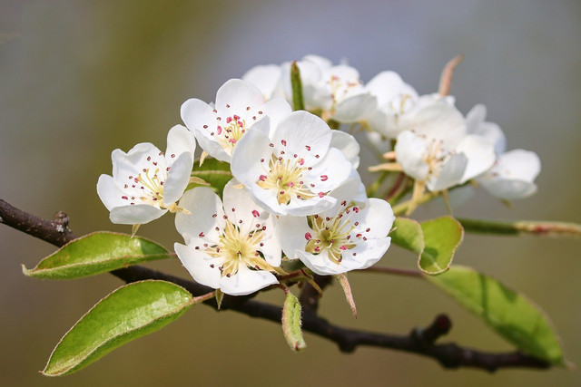 For encouraging fruiting and flowering, potassium fertilizers work best.