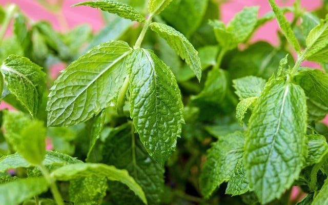 growing herbs mint