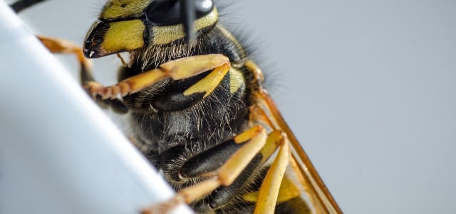 13 Different Types of Wasps to Watch Out For This Summer