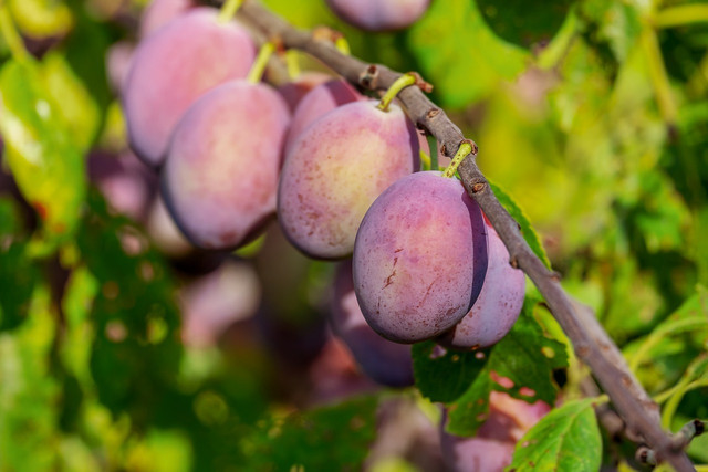 Plums are fat-free and full of goodness.