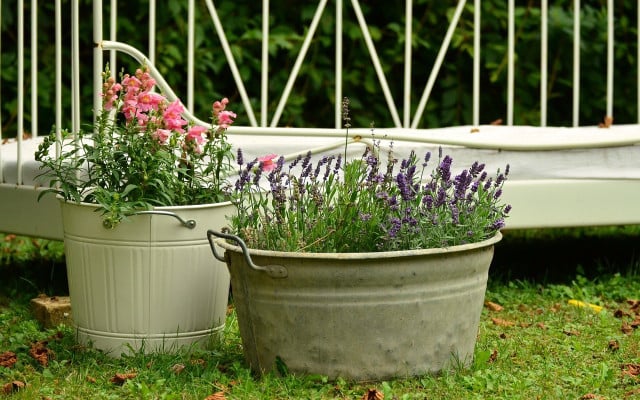 how to plant lavender