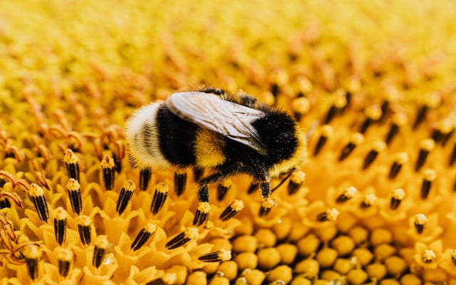 bumblebee endangered