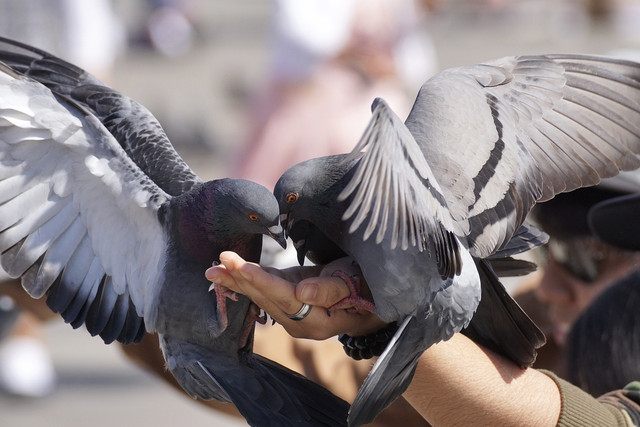 Pigeons mate for life with their partner unless they aren’t able to produce eggs.