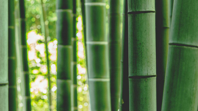 where does bamboo grow