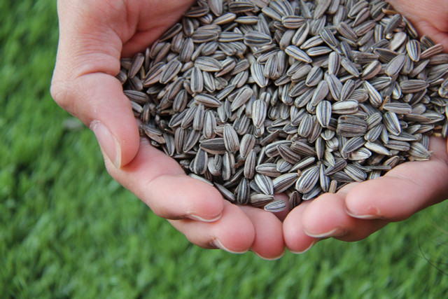 Sunflower seed meal is made from ground sunflower seeds.