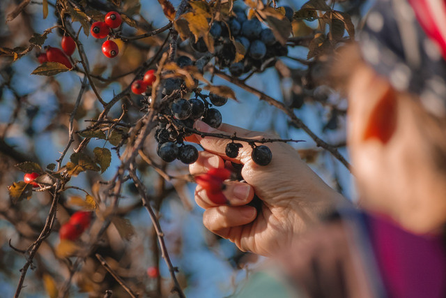 Add blueberry picking to your summer bucket list.