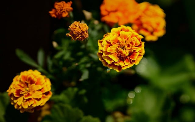 French marigolds have a unique scent that many pests don't like.