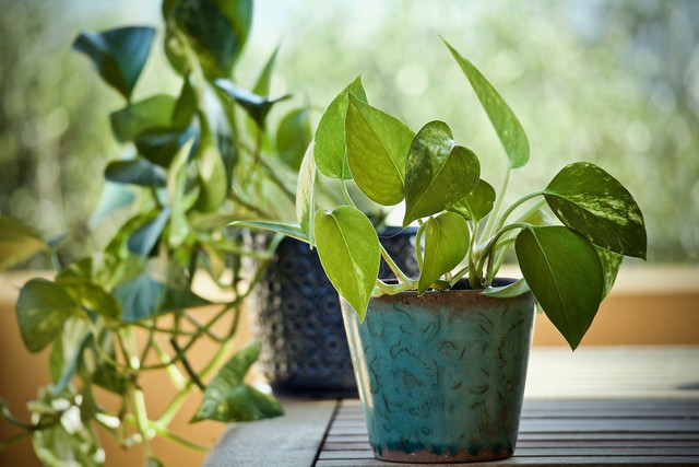 Pothos is a very popular houseplant that likes coffee grounds.
