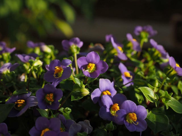 African Violet plants symbolize motherhood. 