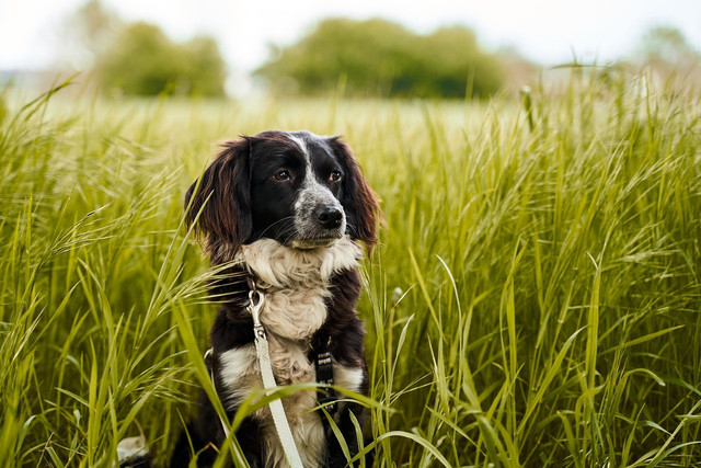 tick protection for dogs