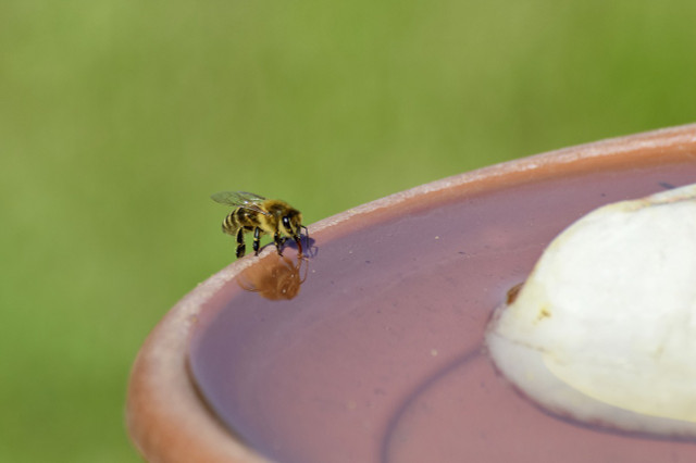 Bees need water just like us – help them out with a bee waterer