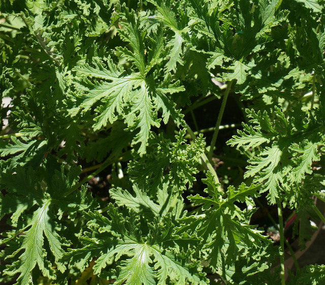 The essential oil of citronella is repellent to wasps as well as mosquitoes.