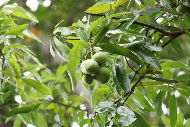 Pawpaws are related to tropical fruits but are a native fruit of North America. 