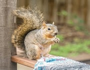 keep squirrels out of garden
