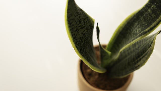 overwatered snake plant