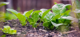 growing and harvesting spinach