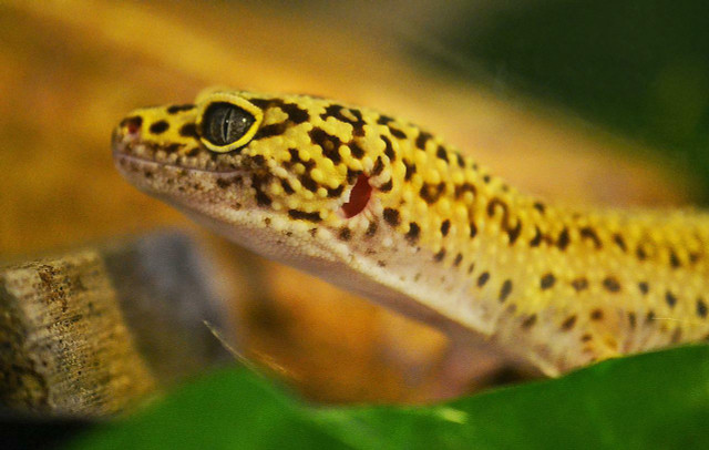 The leopard lizard eats mostly plants and the occasional small insects.