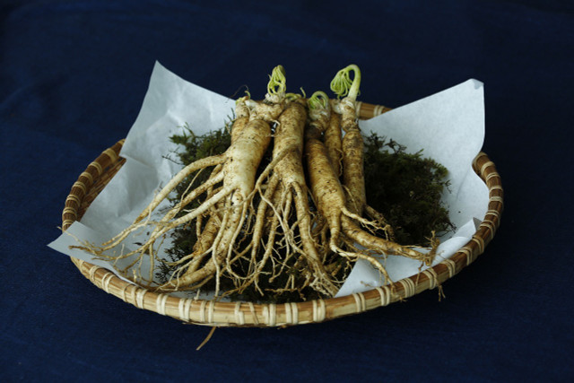 Learning how to grow ginseng is well worth it for your body.