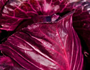 pickled red cabbage recipe