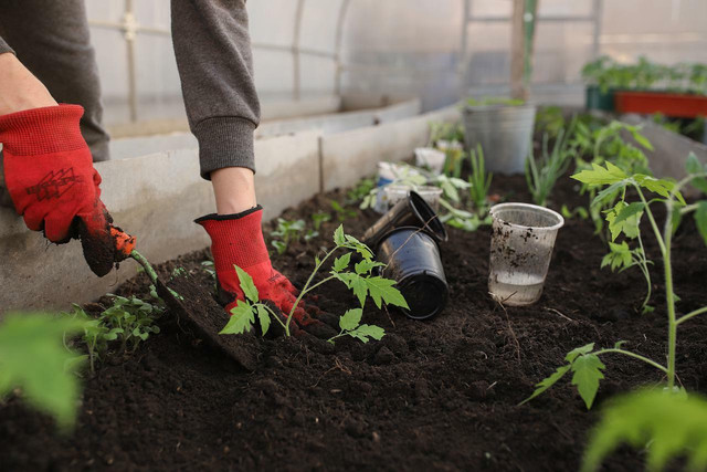 Make sure to give your seedlings what they need.