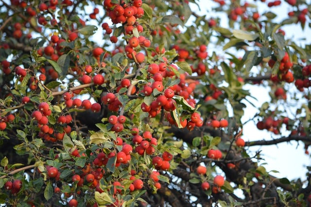 Crabapples are abundant and can be eaten.