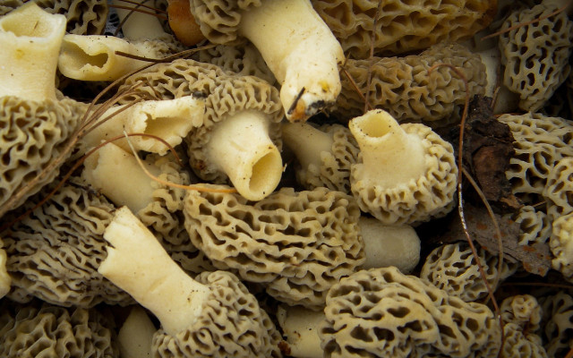Morel Mushrooms need to be cleaned thourougly