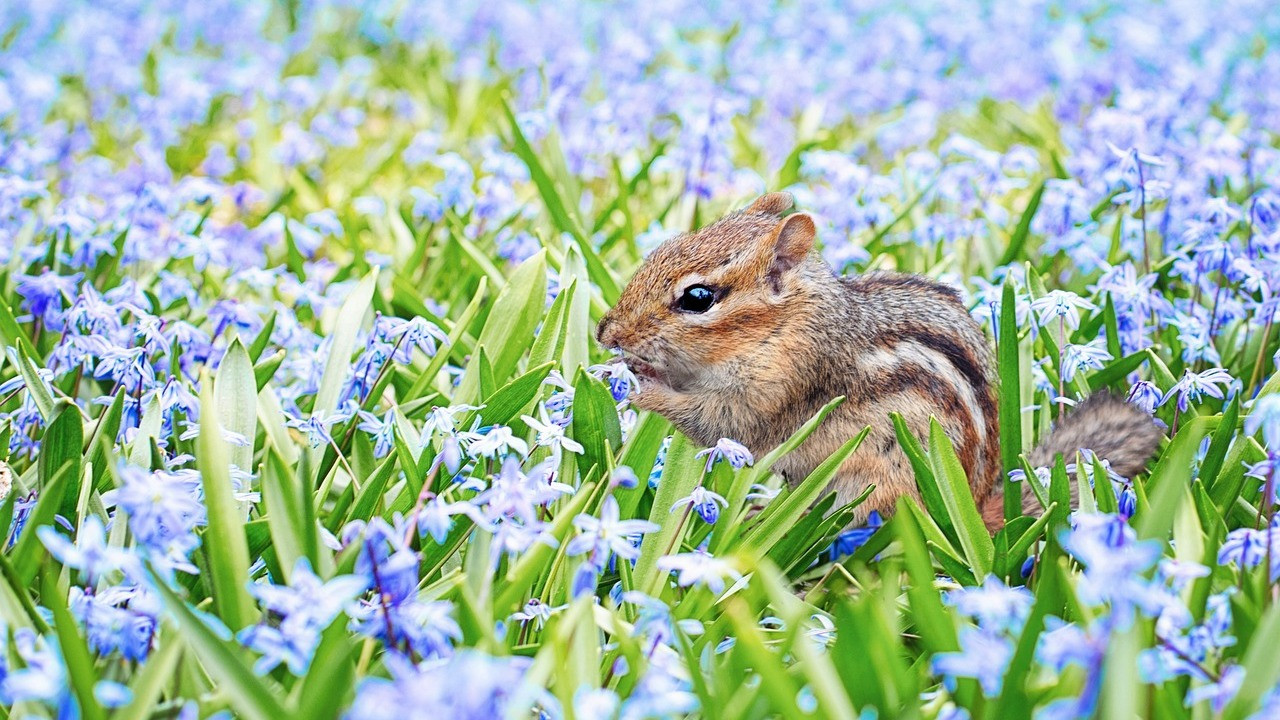 How to Get Rid of Chipmunks Using Traps or Repellants