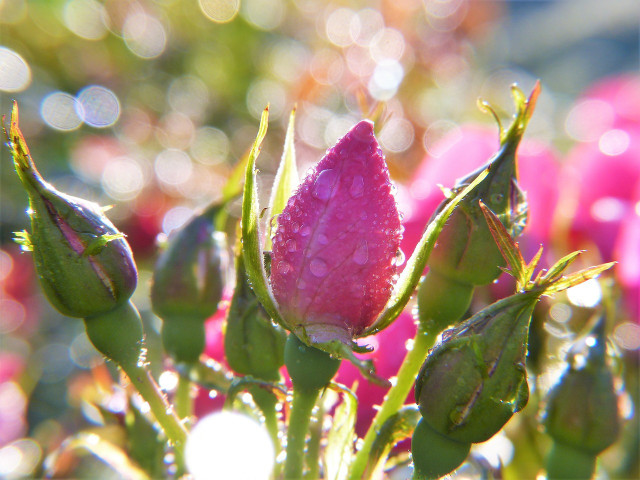 Deadhead roses throughout the growing season.