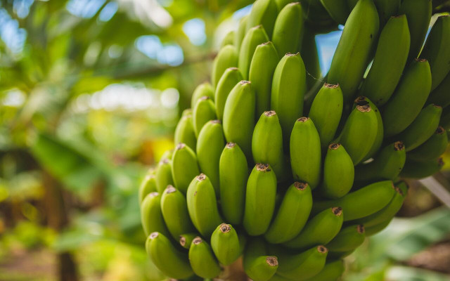 The peel turns from green to yellow as the fruit ripens.