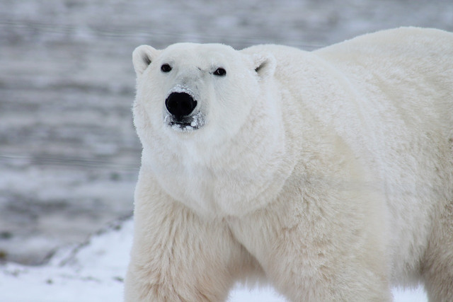 It's possible we will see an ice-free arctic in our lifetimes. 