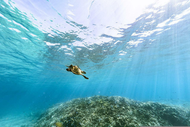 A hawksbill turtle — one of the most endangered species in the world.