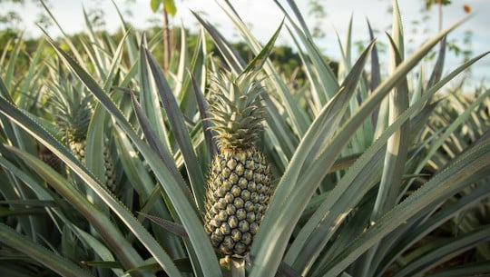how to regrow pineapple