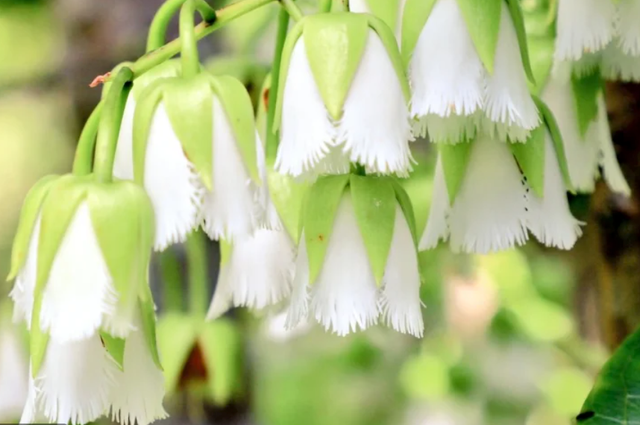 This unique tree is at risk of complete extinction. 