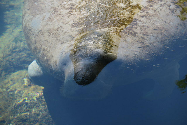 Manatees are not the only living things negatively impacted by algal blooms: dolphins, sea turtles, and fish are all affected as well.