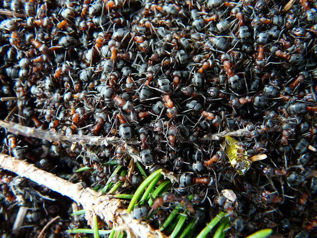 Can you eat ants? Yes, but are you ready to?