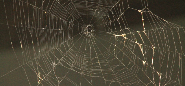 How to get rid of spiders in basement